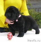 Превью фото № 92354