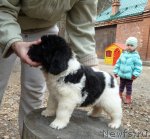 Превью фото № 92378