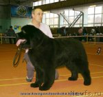 Превью фото № 92442