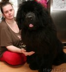 Превью фото № 92502