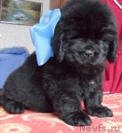 Превью фото № 92578