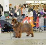 Превью фото № 92855