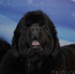 Превью фото № 92891