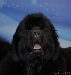 Превью фото № 92892