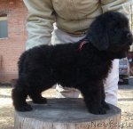 Превью фото № 93150