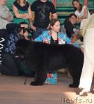 Превью фото № 93193