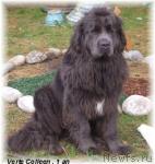 Превью фото № 932