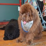 Превью фото № 93238