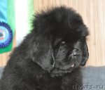 Превью фото № 93259