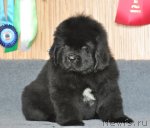 Превью фото № 93262