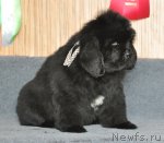 Превью фото № 93263