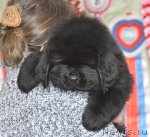 Превью фото № 93380