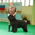 Превью фото № 93642