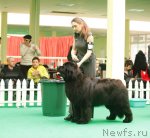 Превью фото № 93660