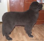 Превью фото № 93705