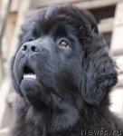 Превью фото № 93714