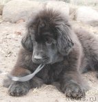 Превью фото № 93726