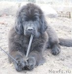 Превью фото № 93728