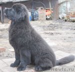 Превью фото № 93788