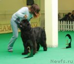 Превью фото № 93858