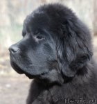 Превью фото № 93962