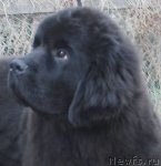 Превью фото № 93963