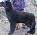 Превью фото № 94011