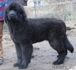 Превью фото № 94012