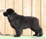 Превью фото № 94104