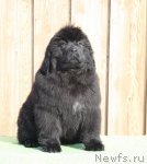 Превью фото № 94107