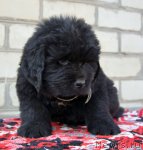 Превью фото № 94148