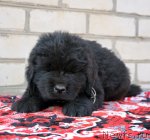 Превью фото № 94150