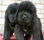 Превью фото № 94160