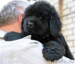 Превью фото № 94167