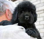 Превью фото № 94170