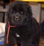 Превью фото № 94172