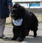 Превью фото № 94208