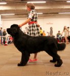 Превью фото № 94404