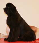 Превью фото № 94407