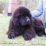 Превью фото № 94495