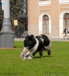 Превью фото № 94562