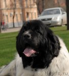 Превью фото № 94572