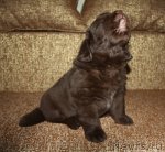 Превью фото № 94670