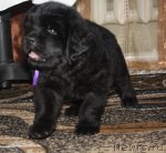 Превью фото № 94681