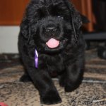 Превью фото № 94682