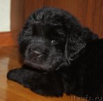 Превью фото № 94683