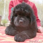 Превью фото № 94695