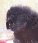 Превью фото № 94701