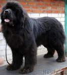 Превью фото № 94994