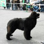 Превью фото № 95036